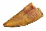 Serrated, Raptor Tooth - Real Dinosaur Tooth #295753-1